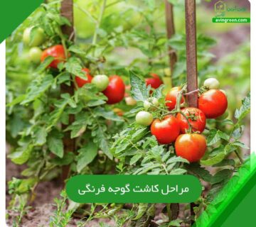 مراحل کاشت گوجه فرنگی