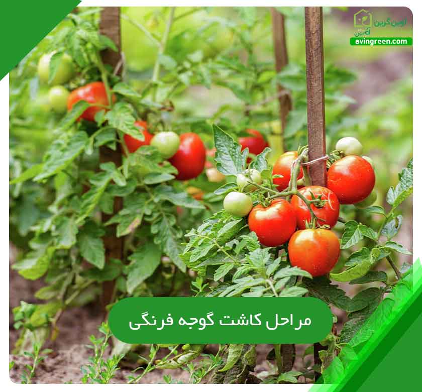 مراحل کاشت گوجه فرنگی