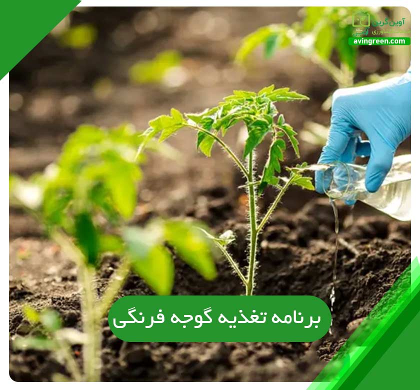 برنامه تغذیه گوجه فرنگی
