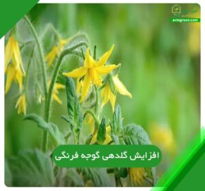 افزایش گلدهی گوجه فرنگی