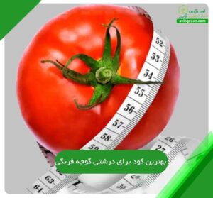 بهترین کود برای درشتی گوجه فرنگی