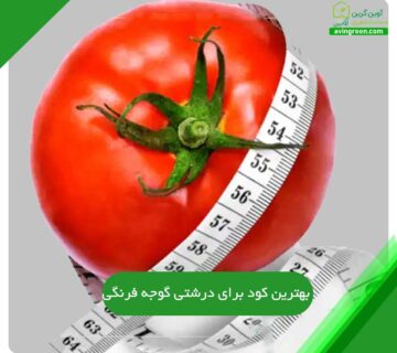 بهترین کود برای درشتی گوجه فرنگی
