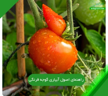 اصول آبیاری گوجه فرنگی