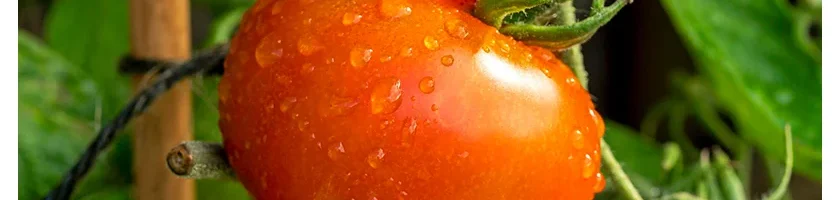 اصول آبیاری گوجه فرنگی