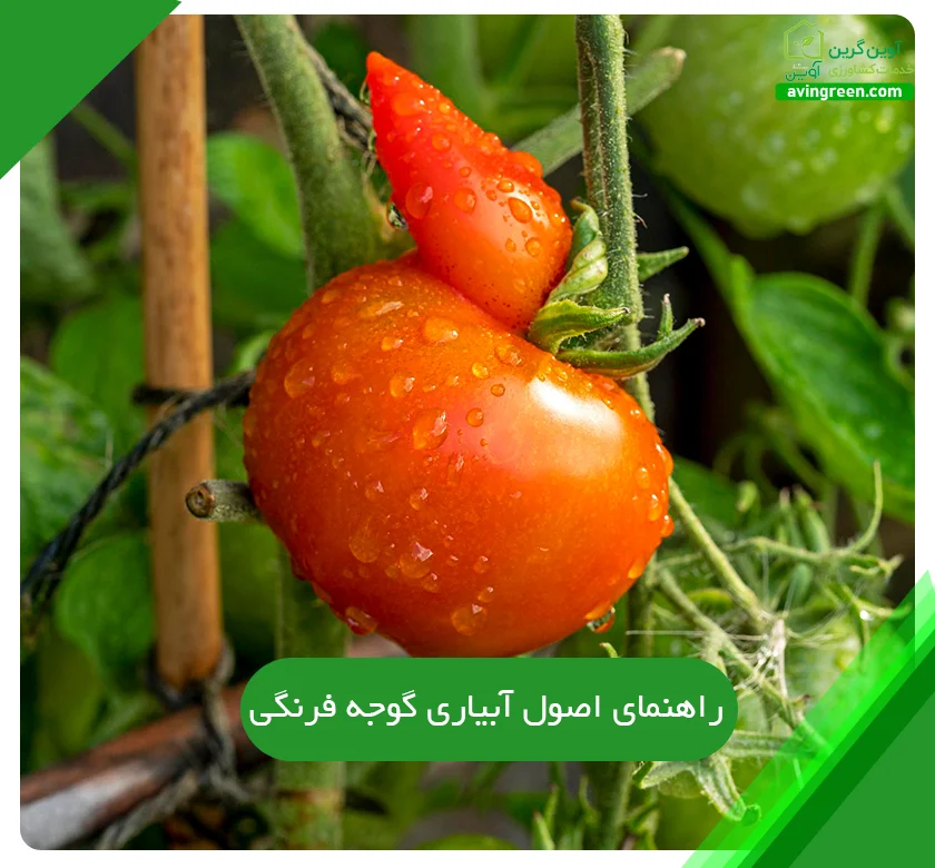 اصول آبیاری گوجه فرنگی
