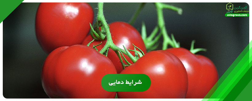 علت قرمز نشدن گوجه فرنگی چیست؟