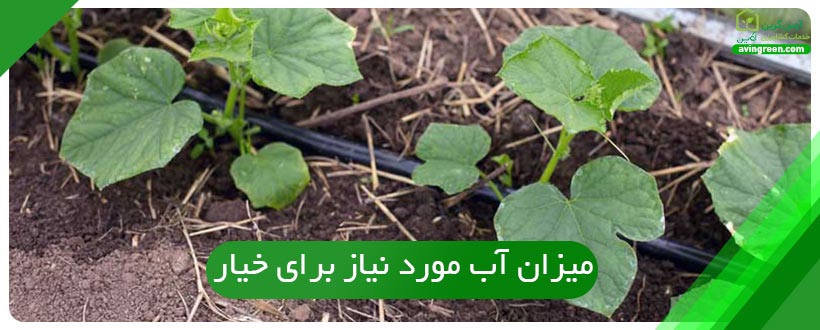 میزان آب مورد نیاز برای خیار