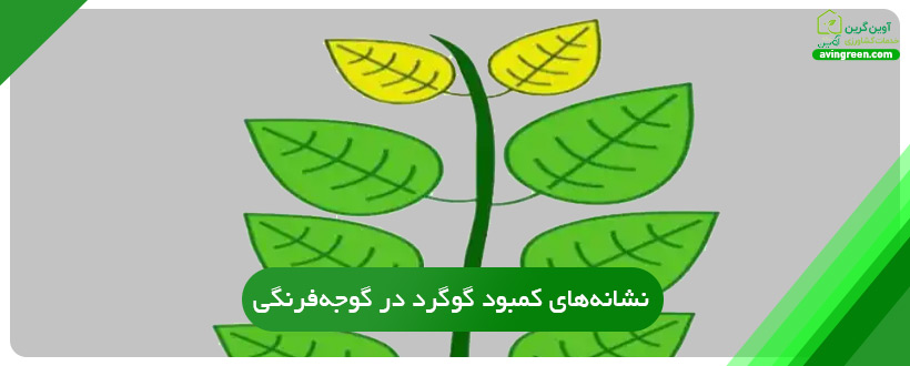 نشانه‌های کمبود گوگرد در گوجه‌فرنگی