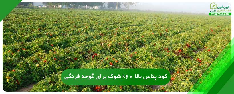 کود پتاس بالا K60 شوک برای گوجه فرنگی