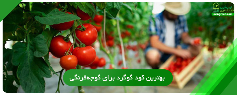 بهترین کود گوگرد برای گوجه‌فرنگی