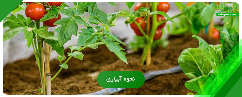 علت قرمز نشدن گوجه فرنگی