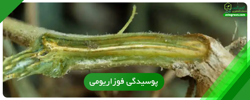 بهترین قارچ کش برای خیار