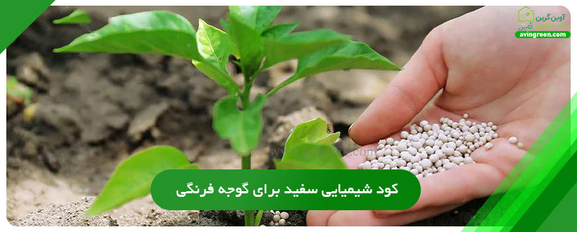 کود شیمیایی سفید برای گوجه فرنگی
