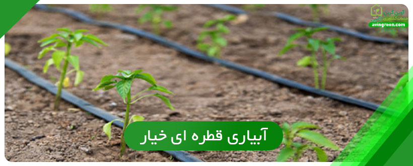 آبیاری قطره ای خیار