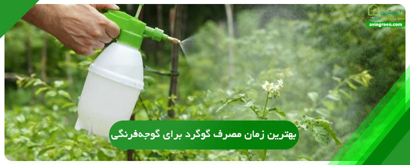 بهترین زمان مصرف گوگرد برای گوجه‌فرنگی
