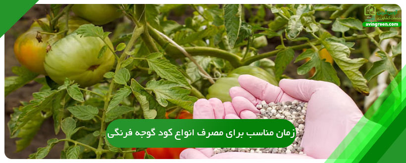 زمان مناسب برای مصرف انواع کود گوجه فرنگی