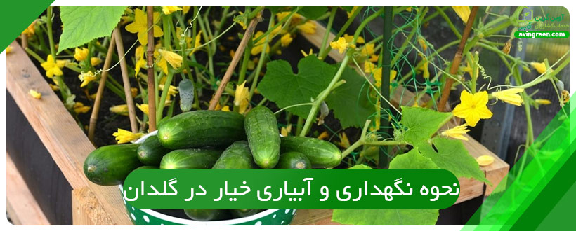 نحوه نگهداری و آبیاری خیار در گلدان