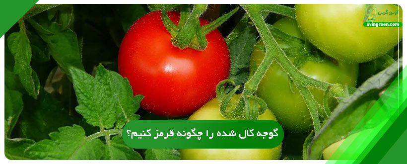 گوجه کال شده را چگونه قرمز کنیم؟