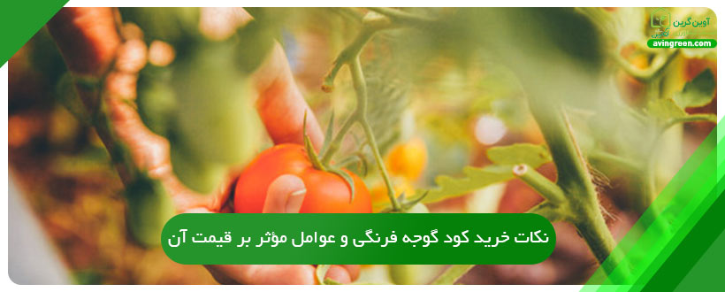 نکات خرید کود گوجه فرنگی و عوامل مؤثر بر قیمت آن