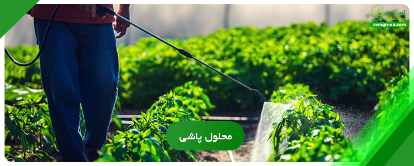 نحوه مصرف بهترین کود برای قرمز شدن گوجه فرنگی