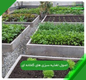 اصول تغذیه سبزی های گلخانه ای