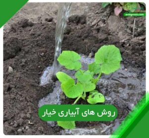 روش های آبیاری خیار