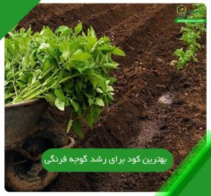 بهترین کود برای رشد گوجه فرنگی