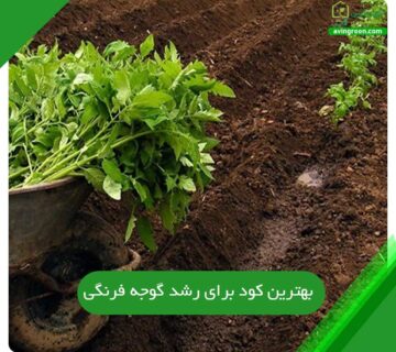 بهترین کود برای رشد گوجه فرنگی