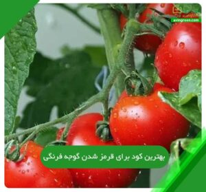 بهترین کود برای قرمز شدن گوجه فرنگی