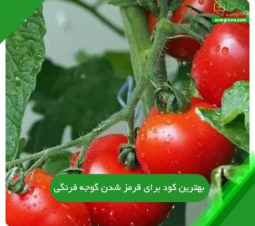 بهترین کود برای قرمز شدن گوجه فرنگی