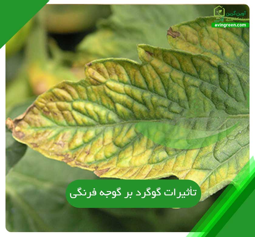 تأثیرات گوگرد بر گوجه فرنگی