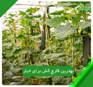 بهترین قارچ کش برای خیار