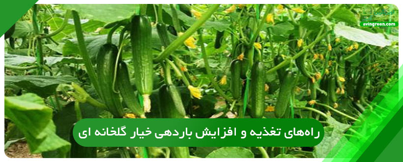راه‌های تغذیه و افزایش باردهی خیار گلخانه ای