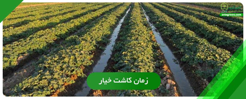 زمان کاشت خیار