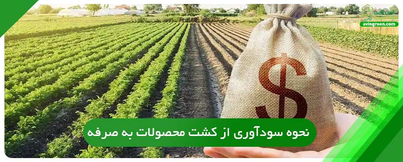 نحوه سودآوری از کشت محصولات به صرفه