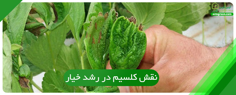 نقش کلسیم در رشد خیار