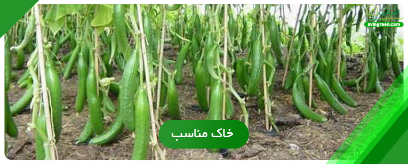 راه‌های تغذیه و افزایش باردهی خیار گلخانه ای