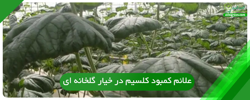 علائم کمبود کلسیم در خیار گلخانه ای