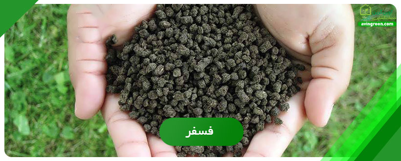فسفر نقش حیاتی در تقویت سیستم ریشه‌ای