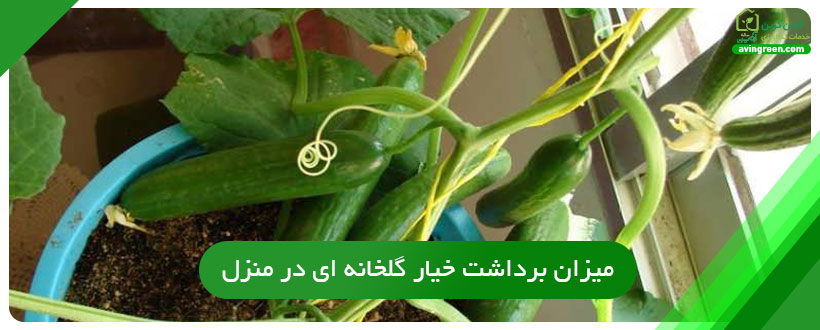 میزان برداشت خیار گلخانه ای در منزل
