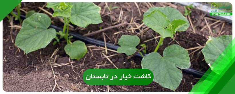 کاشت خیار در تابستان