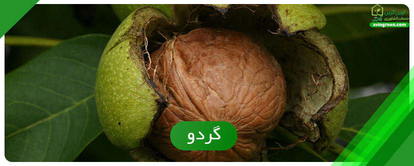 پردرآمدترین محصول کشاورزی در مناطق سردسیر