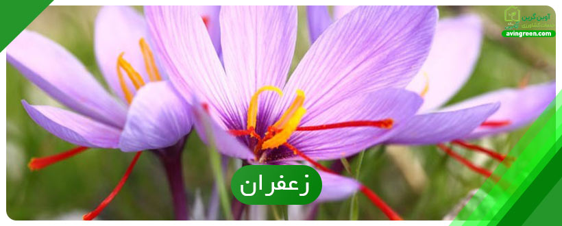 زعفران پولسازترین محصول کشاورزی