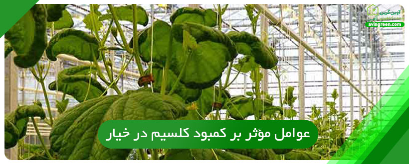 عوامل مؤثر بر کمبود کلسیم در خیار