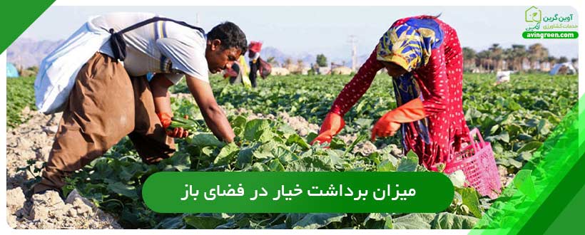 میزان برداشت خیار در فضای باز