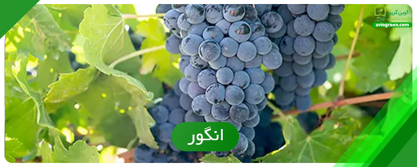 انگور