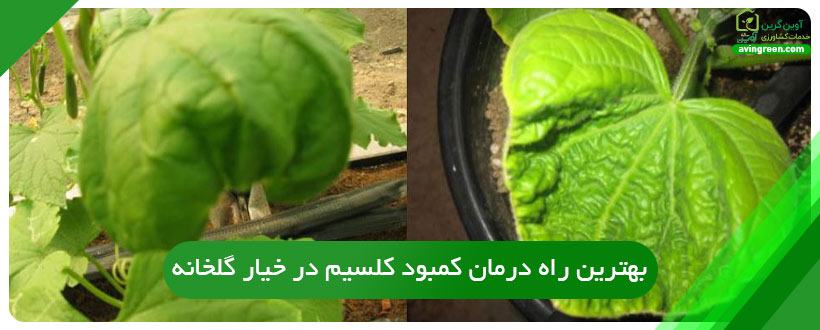 بهترین راه درمان کمبود کلسیم در خیار گلخانه