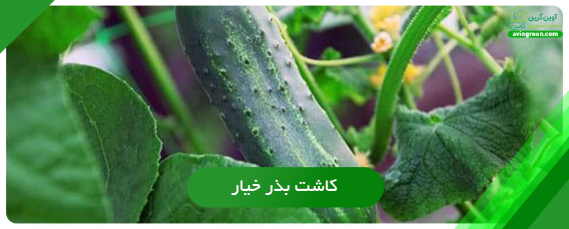 کاشت بذر خیار