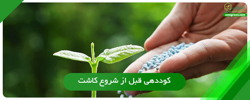 راه‌های تغذیه و افزایش باردهی خیار گلخانه ای