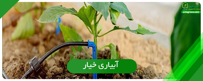 آبیاری خیار
